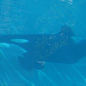 Killer Whale Swimming