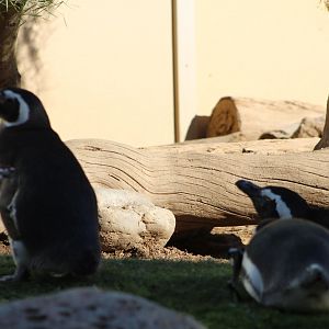 Megellanic Penguins