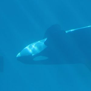 Killer Whale Swmming