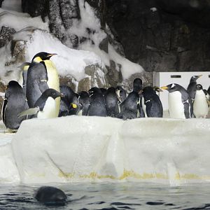 Penguin Encounter