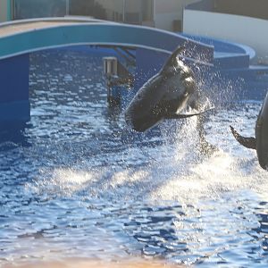 Short-finned Pilot Whales
