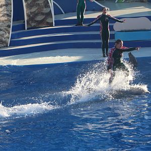 Dolphin Presentation - Surfing