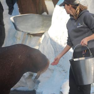 Pacific Walrus Training