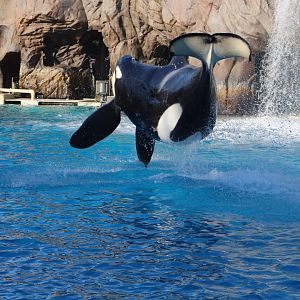 Killer Whale Performing