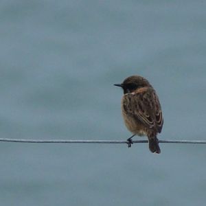 ID? Berry Head, Torbay, January 2018 #1