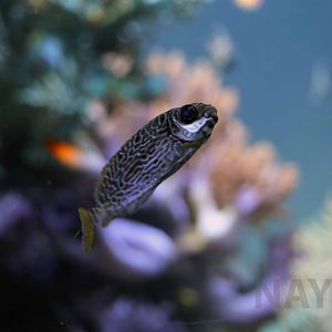 Scribbled rabbitfish, October 2017