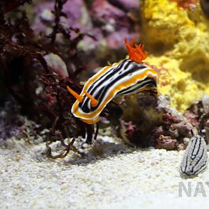 Sea slugs, October 2017