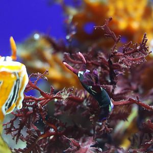 Sea slugs, October 2017