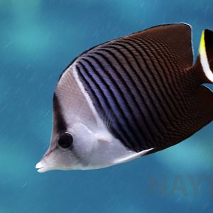 White-face butterflyfish, October 2017