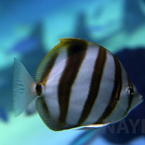 Sixspine butterflyfish, October 2017
