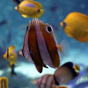 Modest butterflyfish (others in background), October 2017