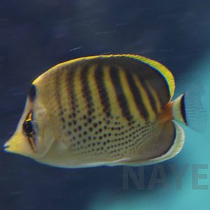 Spot-banded butterflyfish, October 2017