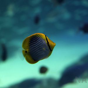 Blackback butterflyfish, October 2017