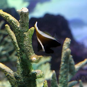 Horned bannerfish, October 2017