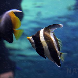 Pennant (+ singular) bannerfish, October 2017