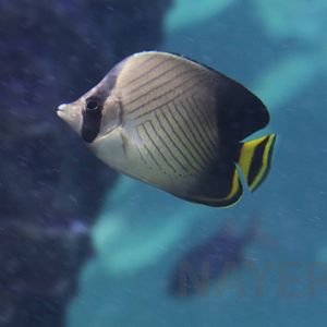 Blackened butterflyfish, October 2017