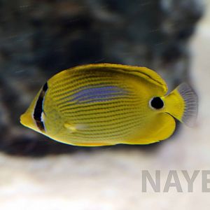 Blue-blotch butterflyfish, October 2017