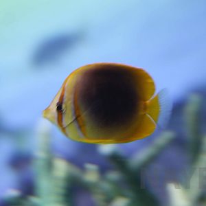 Gold-banded butterflyfish, October 2017