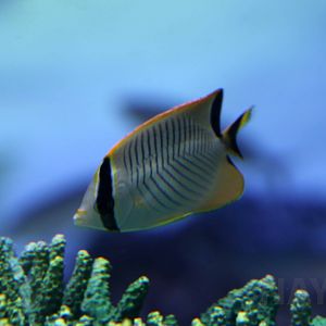 Chevron butterflyfish, October 2017