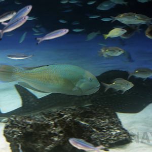 Blackspot tuskfish, October 2017