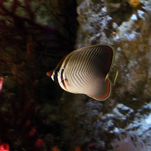 Pacific triangular butterflyfish, October 2017