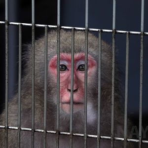 Yakushima macaque, October 2017