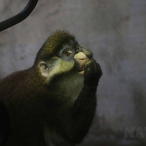 Schmidt's red-tailed guenon, October 2017