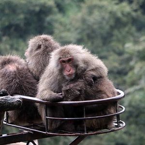 Yakushima macaques, October 2017