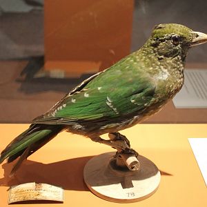 Green catbird - Ailuroedus crassirostris