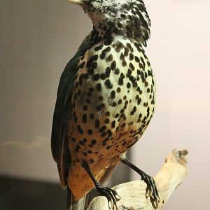White-eared catbird - Ailuroedus buccoides