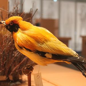 Masked bowerbird - Sericulus aureus