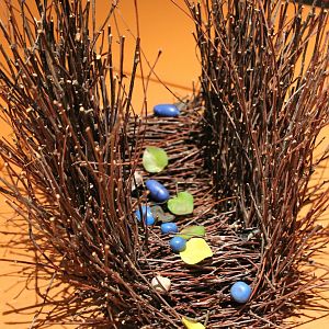 Bower of the Masked bowerbird