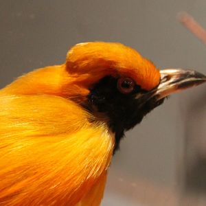 Masked bowerbird - Sericulus aureus