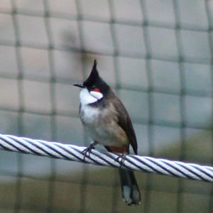 Red-whiskered bulbul