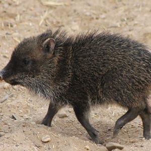 Collared pecari-piglet