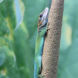 Guadeloupean anole