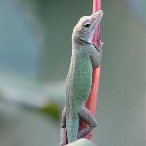 Guadeloupean anole