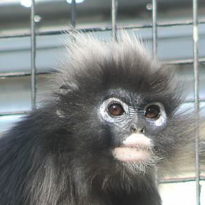 Dusky langur