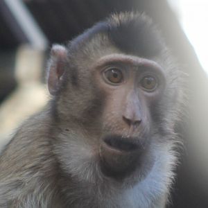 Young Sunda pig-tailed macaque