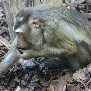 Sunda pig-tailed macaque