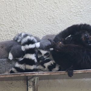 Ring-tailed and Black lemurs