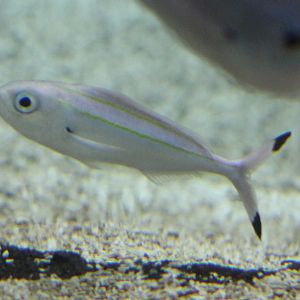 Doubleline fusilier - Pterocaesio digramma