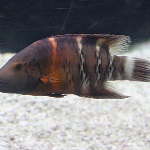 Cheilinus fasciatus