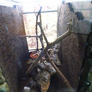 Montane Egg-eating Snake exhibit in 'Wee Beesties'