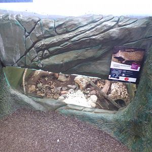 Lesser Hedgehog Tenerec exhibit in 'Wee Beesties'