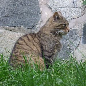 Scottish Wildcat