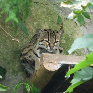 Margay