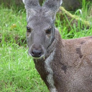 Siberian Musk Deer