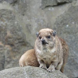 Rock Hyrax
