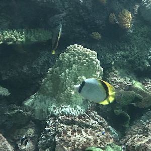 Lined butterflyfish (Chaetodon lineolatus)